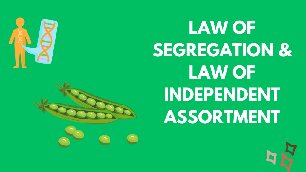 Law Of Independent Assortment And Law Of Segregation A Comprehensive