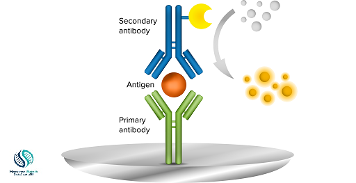 Difference between Indirect and sandwich Elisa