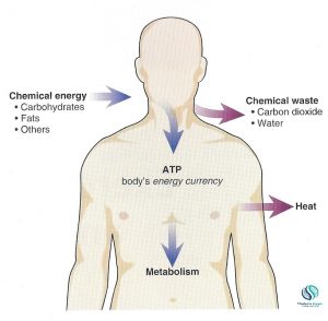 How does bioenergetics be useful to humans?