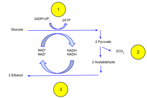 types of fermentation on the basis of process