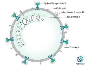 Genome structure of covid-19