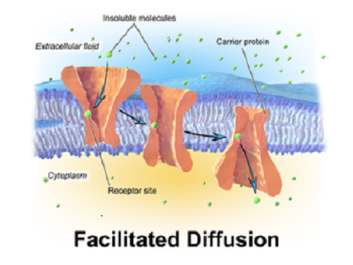 what-is-the-mechanism-of-nutrient-uptake