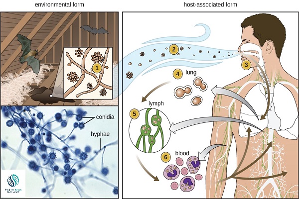 How many types of infection do we have