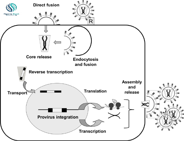 Life cycle of retroviruses