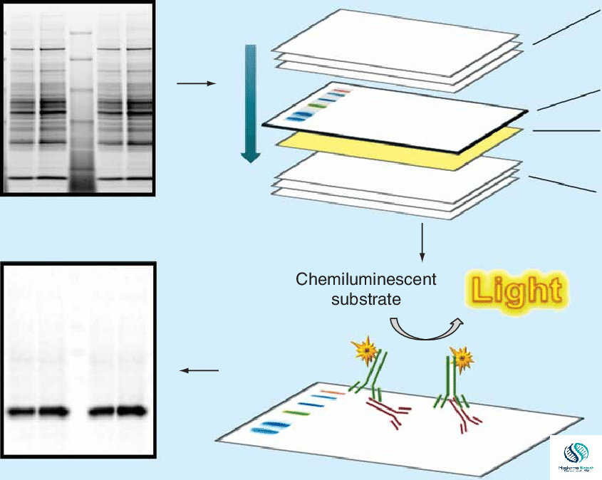 how western blot is used for diagnostic tests