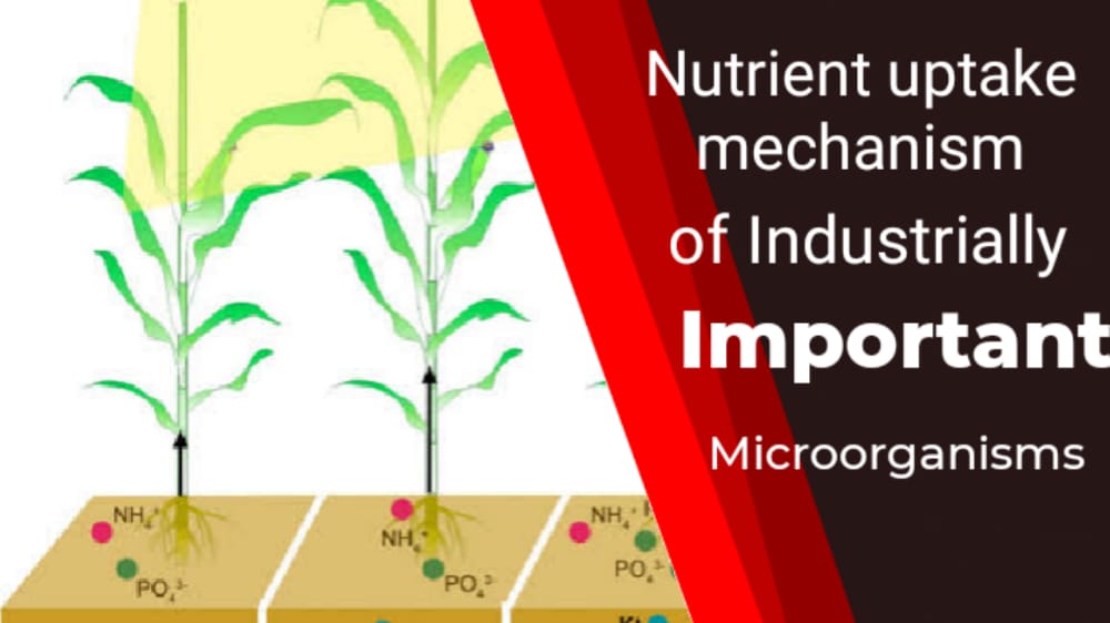 nutrient uptake mechanism of industrially important microorganism