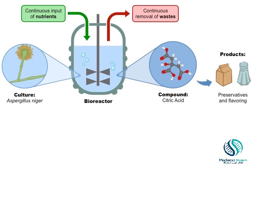 What Is Batch Fermentation And Continuous Fermentation