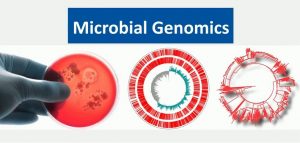 Role of bioinformatics in pharmaceutical industry