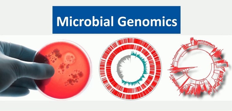 what is the role of bacteria in biotechnology