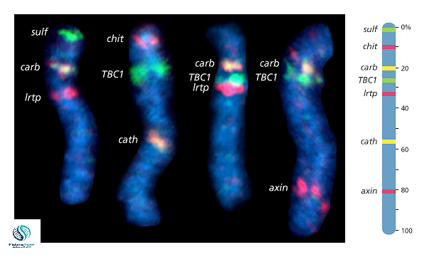 How many types of Genome mapping?