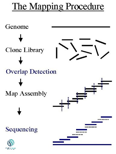 How many types of Genome mapping?