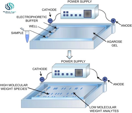 What is Agarose gel electrophoresis?