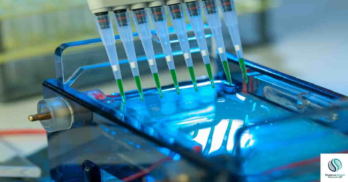 What is agarose gel electrophoresis?