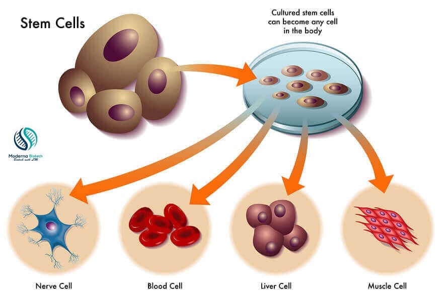 Interesting facts about stem cells - The Moderna Biotech