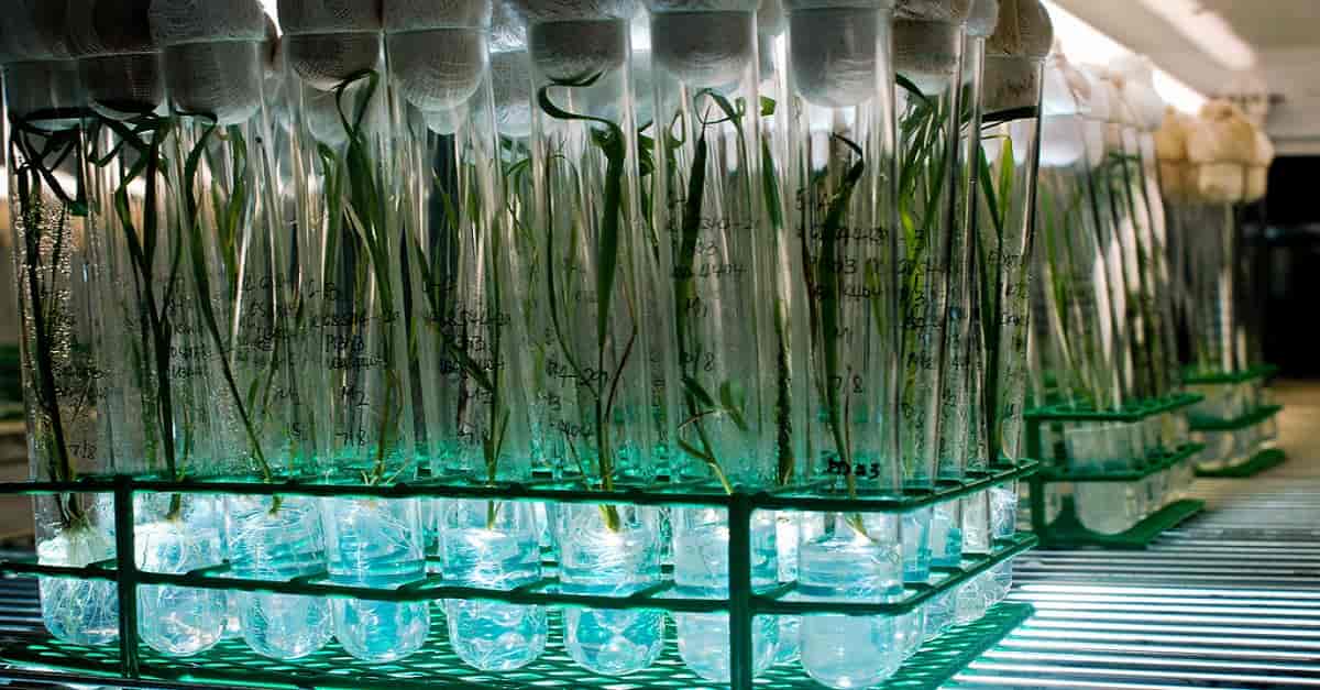 Steps of plant tissue culture