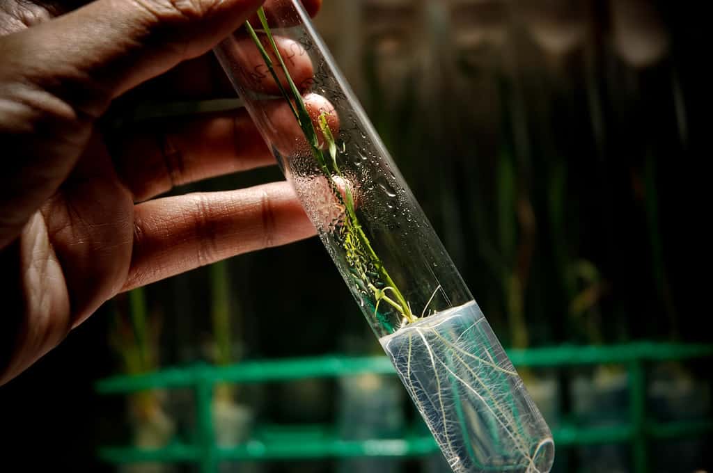 methodology in plant tissue culture