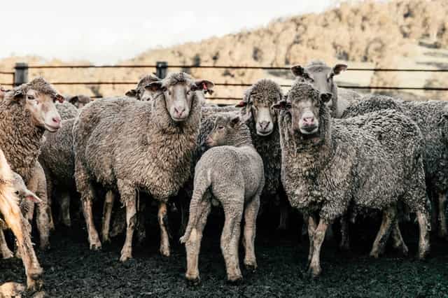 9 things to know about sheep farming