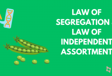 Photo of Law of Independent Assortment and Law of Segregation – A comprehensive Explanation