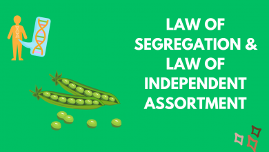 Photo of Law of Independent Assortment and Law of Segregation – A comprehensive Explanation