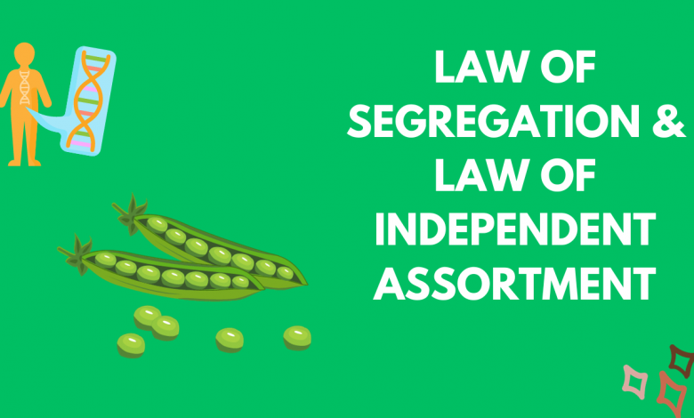 Law of Independent Assortment and Law of Segregation – A comprehensive Explanation